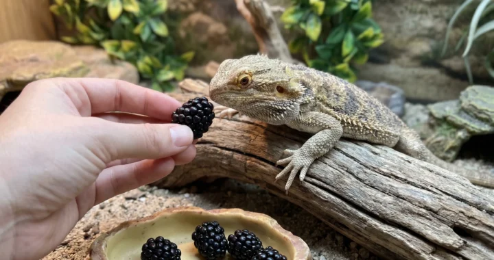Can a Bearded Dragon Eat Blackberries? Safe Feeding Guide for Owners